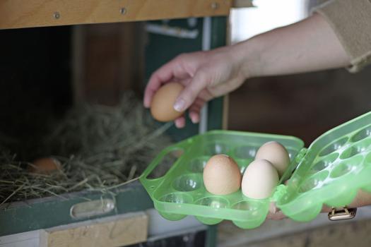 Mehrweg Eier Transportbox - Eierbox zum Transport von Hühnereiern 12 er